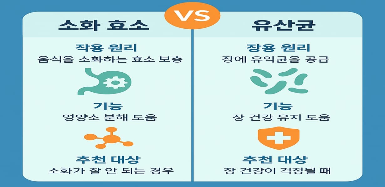 “소화 효소와 유산균의 차이를 비교한 인포그래픽 이미지”