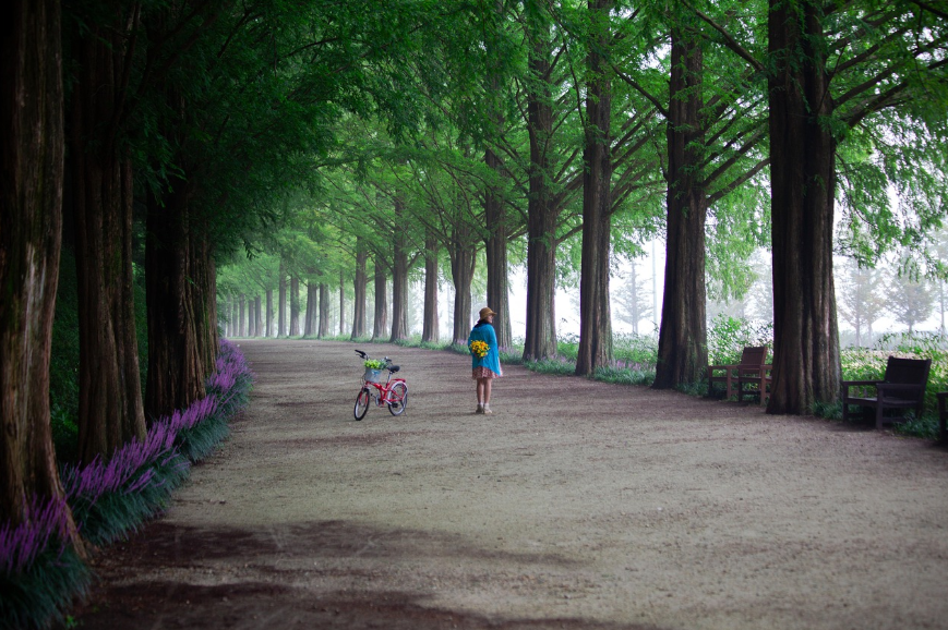 담양 메타세쿼이아길
