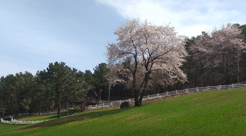 벚꽃