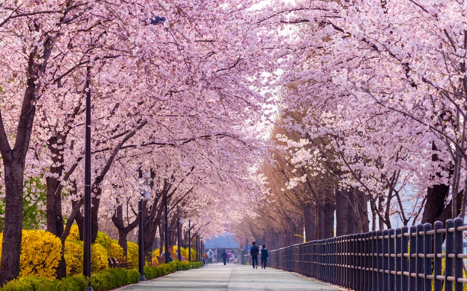 여의도 한강공원 봄 벚꽃 축제 풍경