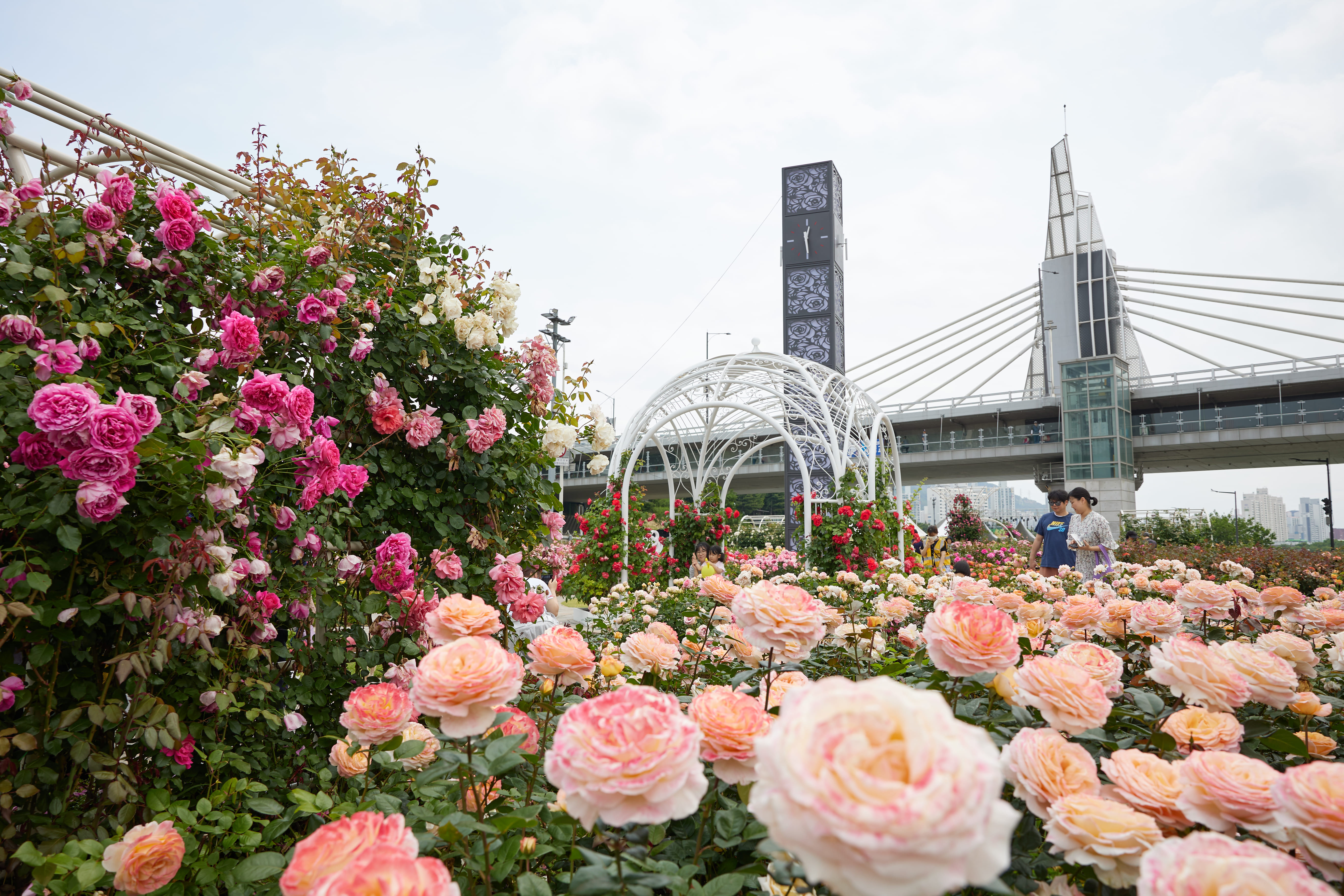 [5월 축제]2025 중랑 서울장미축제❘기간, 일정 및 프로그램, 공연 상세 시간표 정리