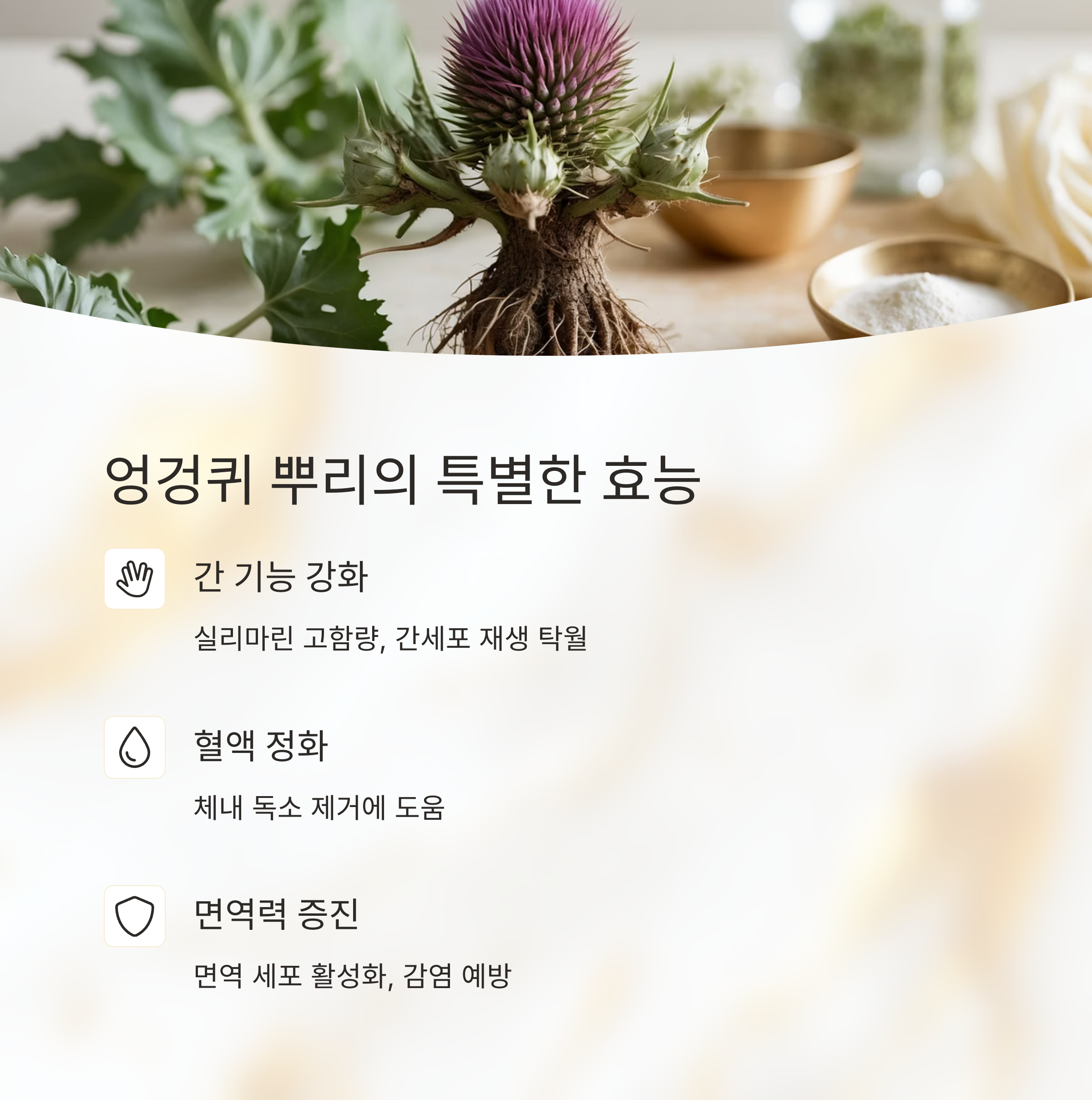 엉겅퀴 뿌리 효능