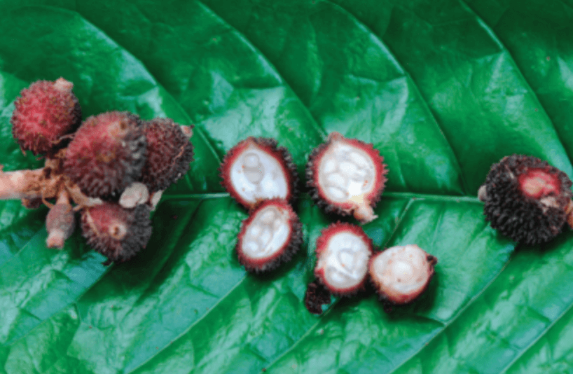 양춘사 추출물 부작용