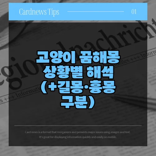 고양이 꿈해몽 상황별 해석 (+길몽·흉몽 구분)