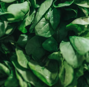 시금치 효능 부작용 고르는법 칼로리