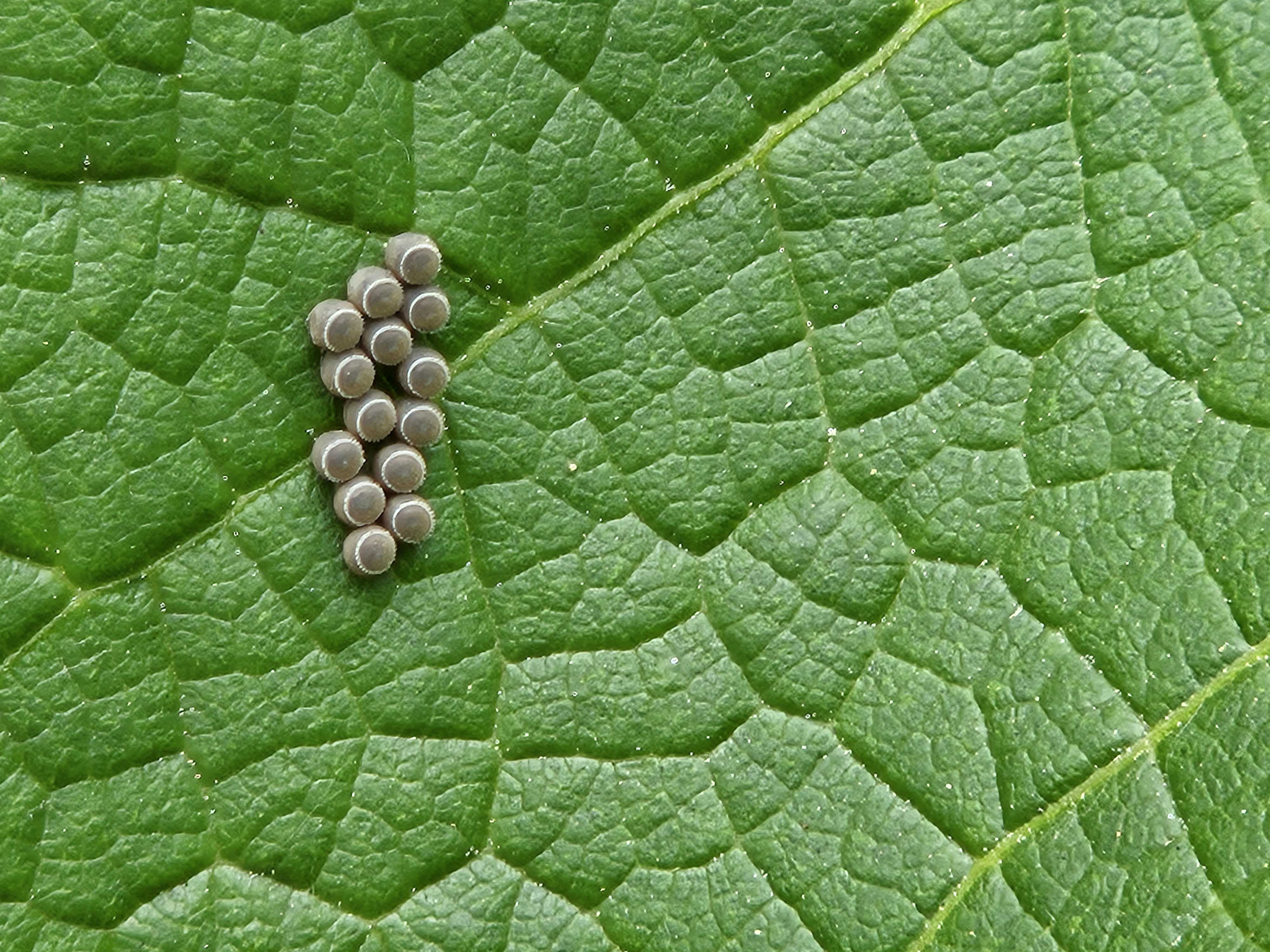 갈색날개노린재 알