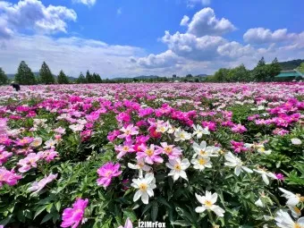 핫들생태공원 합천 산청 진달래축제_8