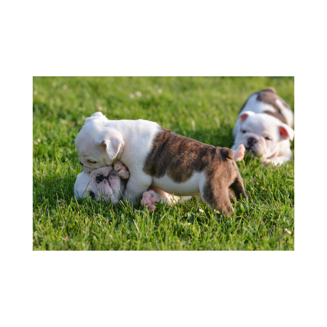 강아지 나이 계산법과 이에 따른 건강 관리법 알아보기