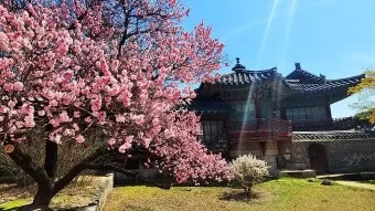 창덕궁 만첩홍매화 개화시기 명소_24