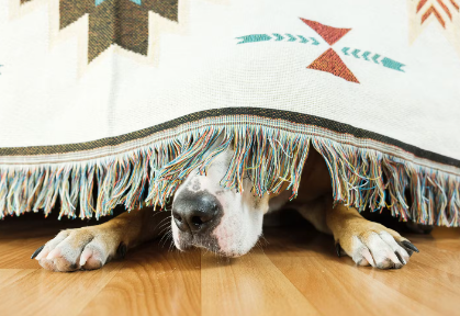 숨어있는 강아지