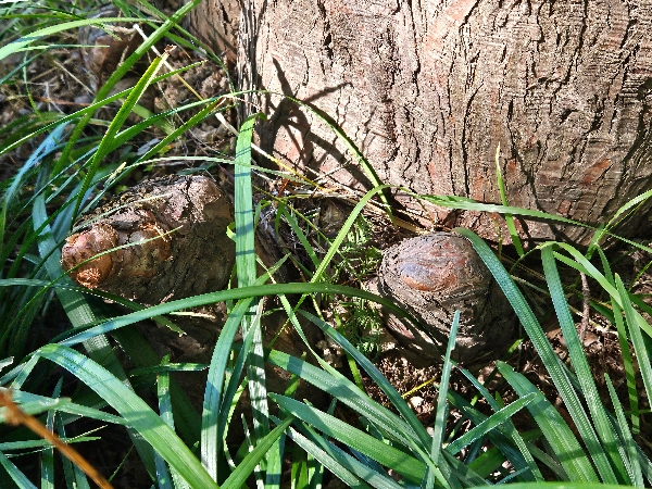 낙우송 공기뿌리