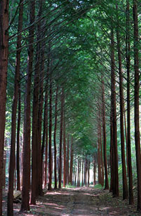화인 산림욕장