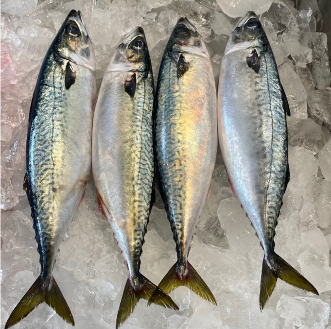 생방송투데이 오늘도달린다 청년사장 수산물로 월매출 4천 윤자네수산 정보