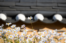 레일크루즈 해랑열차 효도관광 서부권 1박 2일 코스 일정 예약 가격