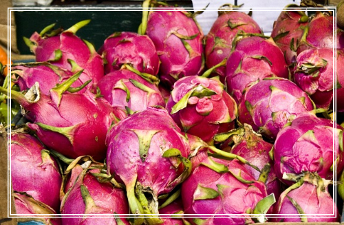 용과의 효능과 효과