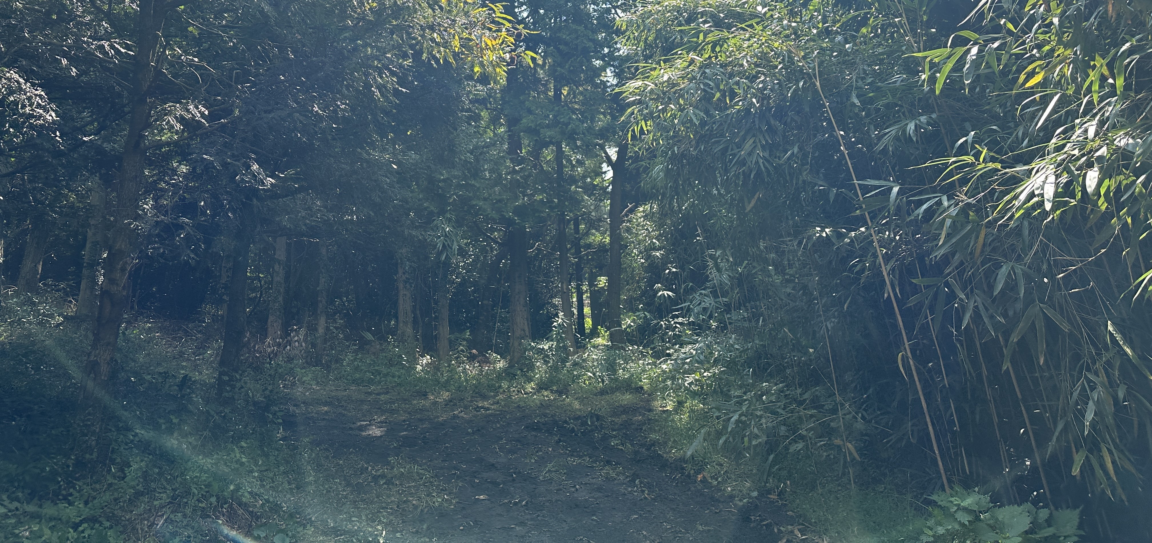 괭이모루 숲길 산책로