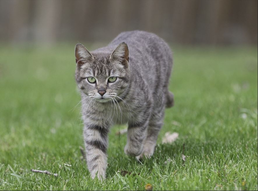 고양이 꿈 해몽 (상황별 20가지 해석)