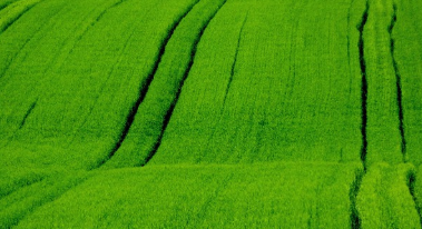 2025 양평 밀축제