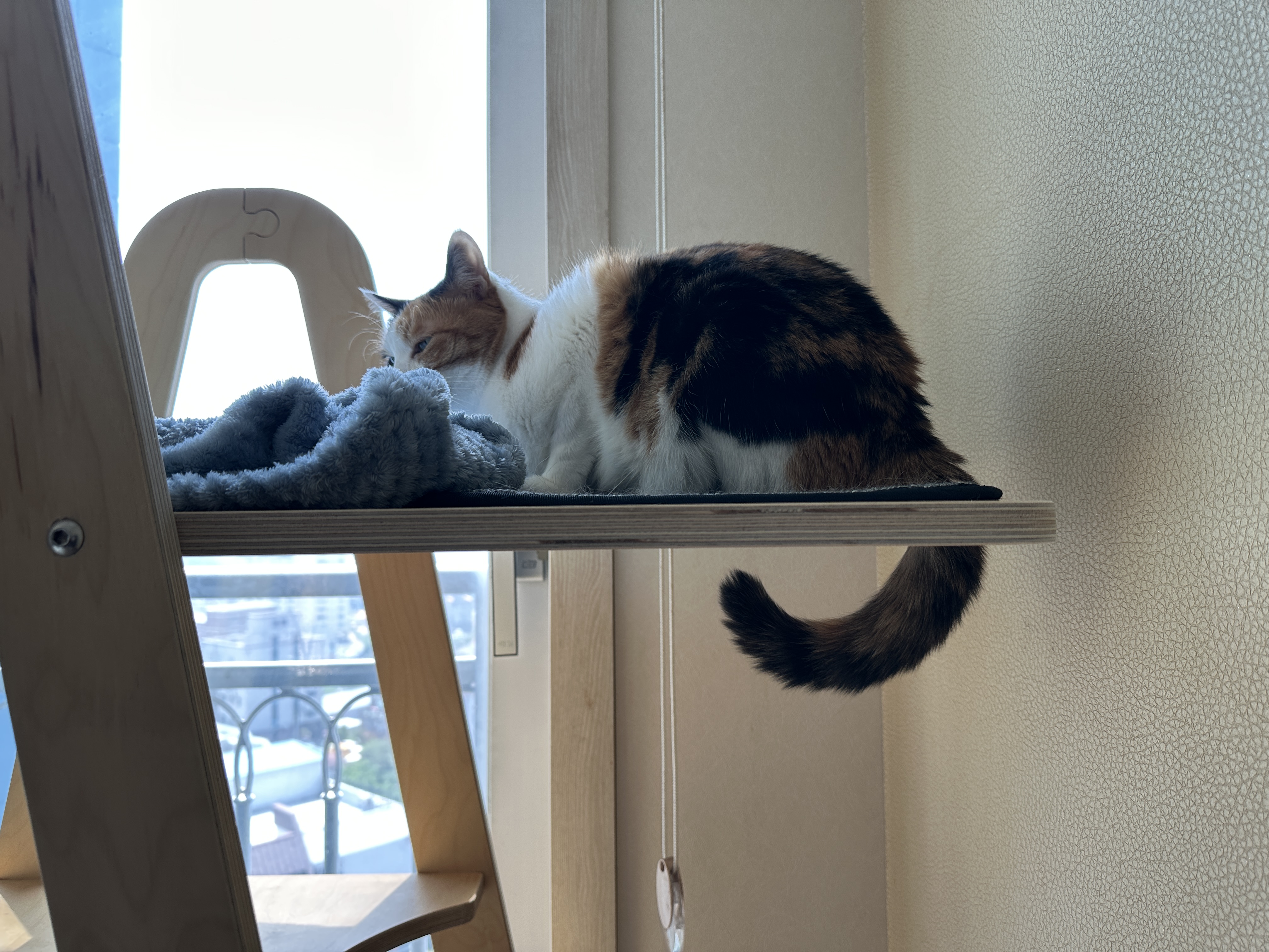 쉴-때도-엣지-있는-요미-꼬리