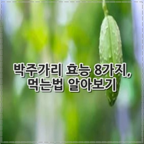 박주가리 효능 8가지, 먹는법 알아보기