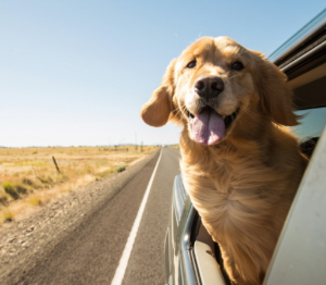여행가는 달 철도 및 항공 카셰어링 할인