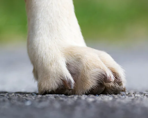 강아지 다리 경련 떨림 vs 발작 위험 이유 5가지와 관리법