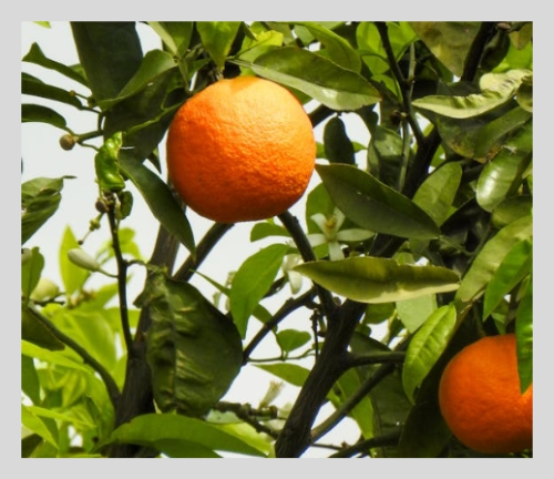 공무원 난임휴직