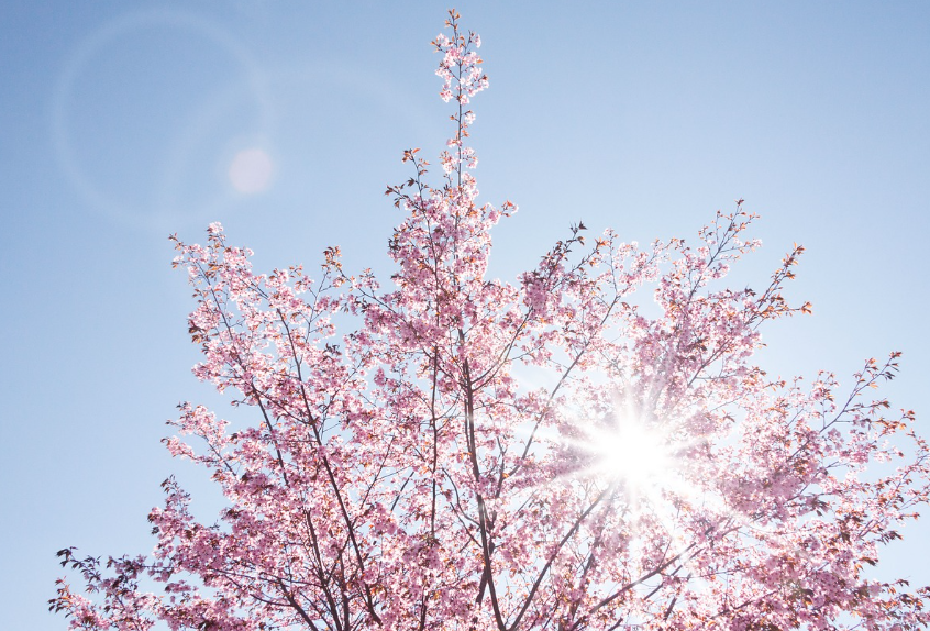 진해 군항제 벚꽃 축제