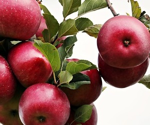 밤에 먹는 사과는 독사과?