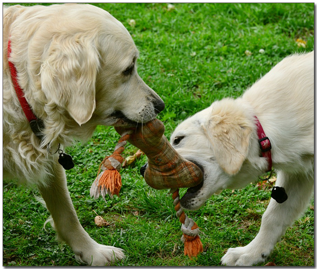 장난치는 골든리트리버
