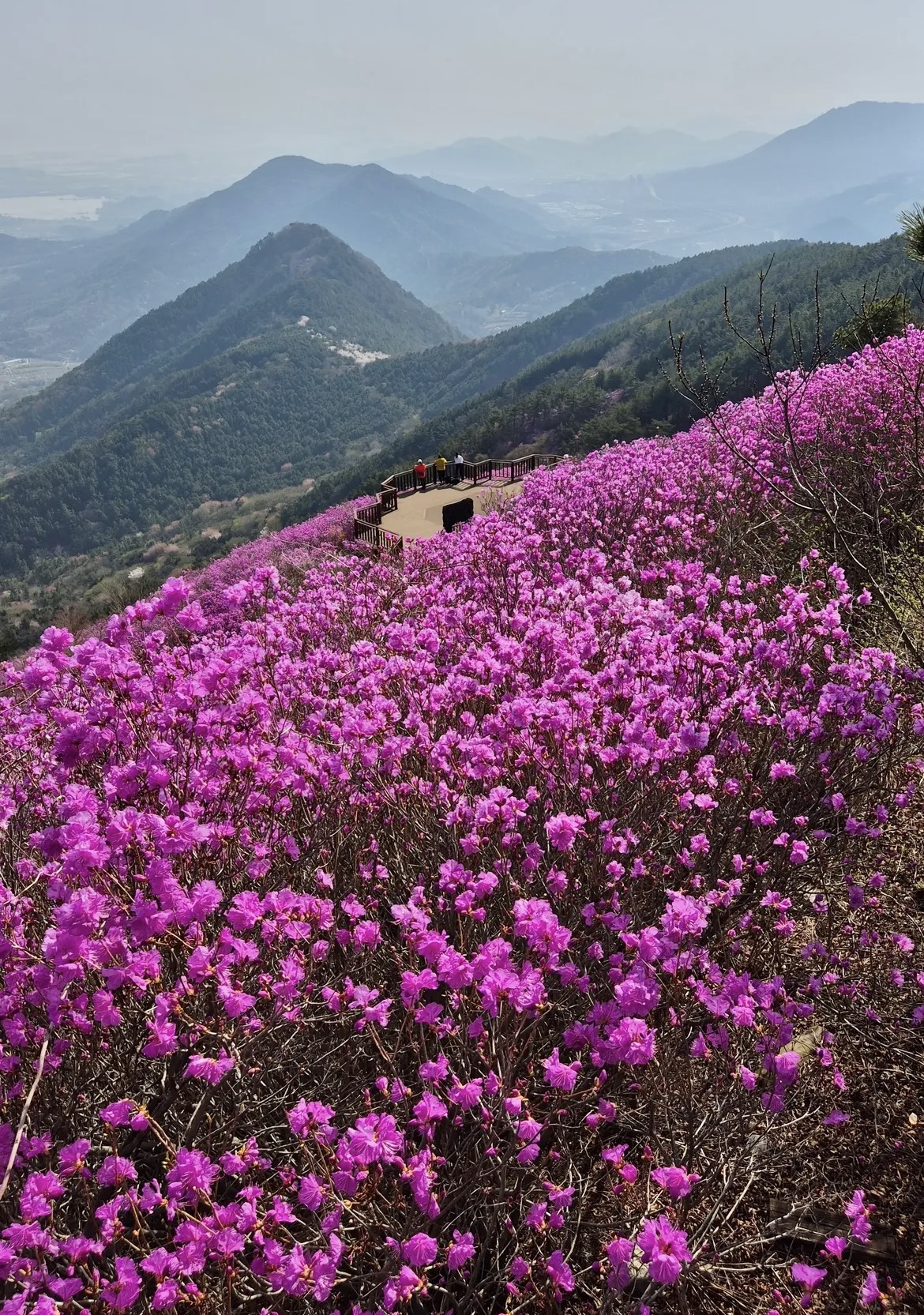 벚꽃은 짧다 지금 더 예쁜 봄꽃 명소 총정리(진달래 유채꽃 명소) 관련사진