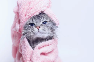 고양이 목욕사진/출처:어도비스톡