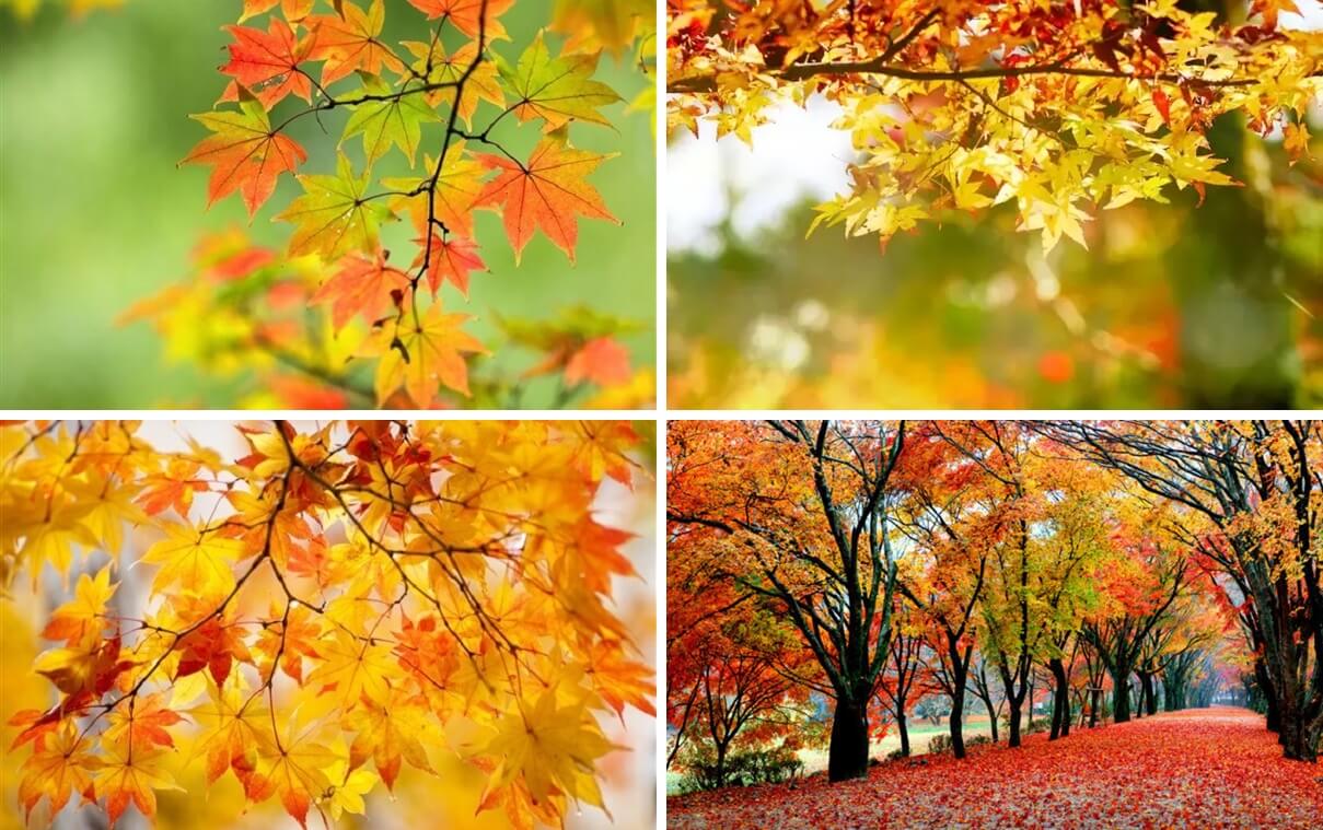 2023년 첫 단풍 예상시기