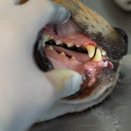 강아지 스케일링 주기와 필요성 마취 괜찮을까요?