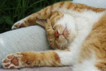 침대에 누워 자는 고양이.