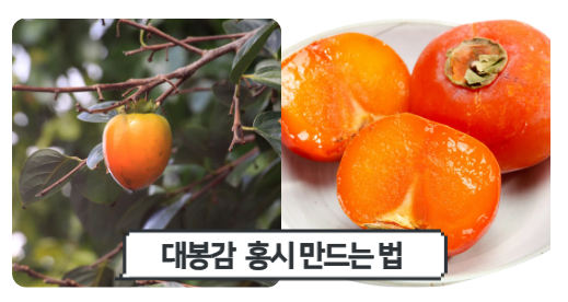 대봉감 홍시 만드는법