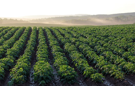 우주 농업의 도전과 기회, 무중력에서 자라는 식물들