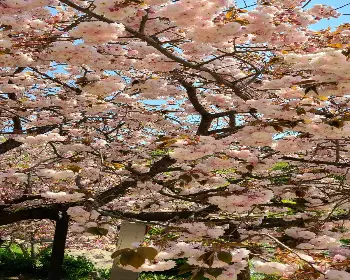 개심사 청벚꽃 개화시기 겹벚꽃 명소_9