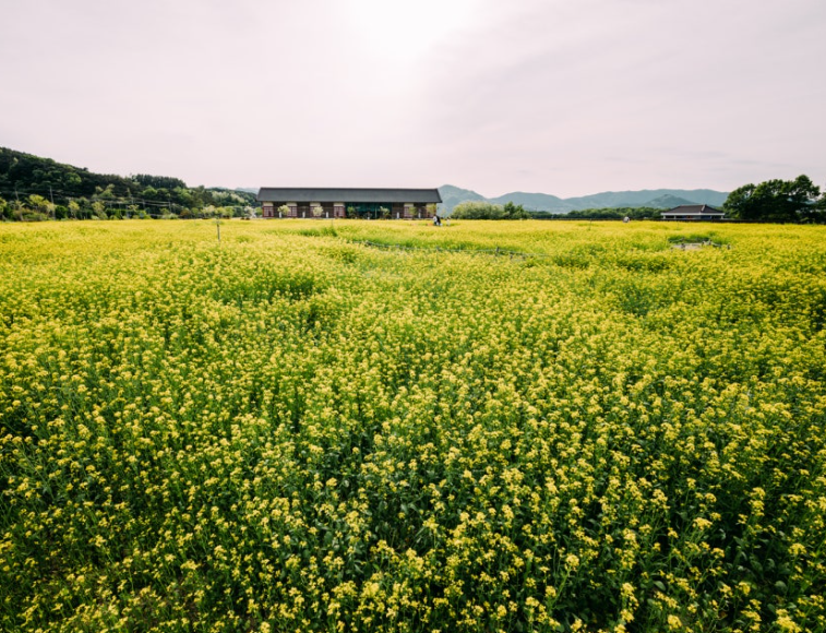 국립경주박물관1
