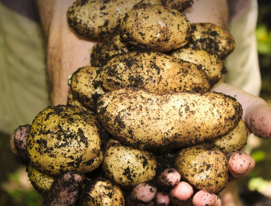 탄소중립 농업 기술 (농업 농작물 사진)