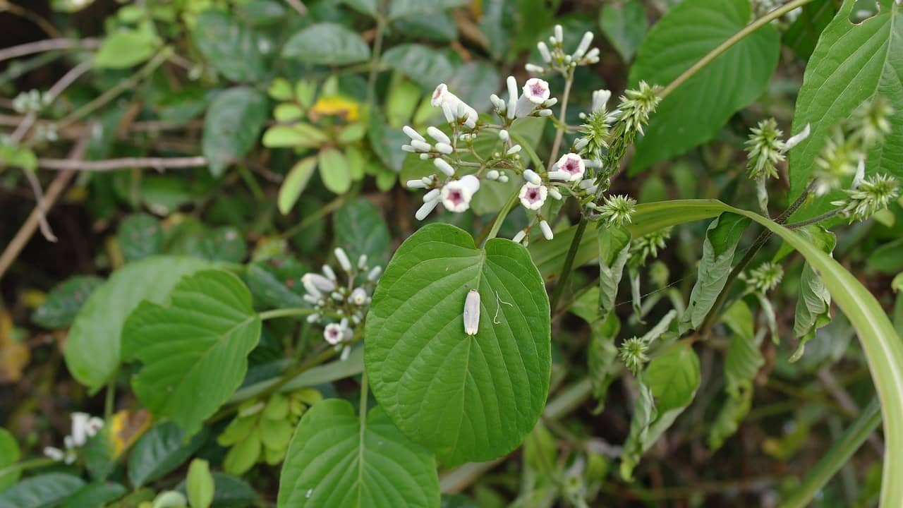 구리 광릉숲