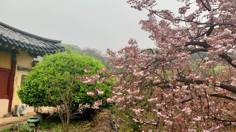 개심사 왕벚꽃2