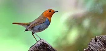 붉은가슴울새 영국 겨울 새 특징 매력 이미지_10