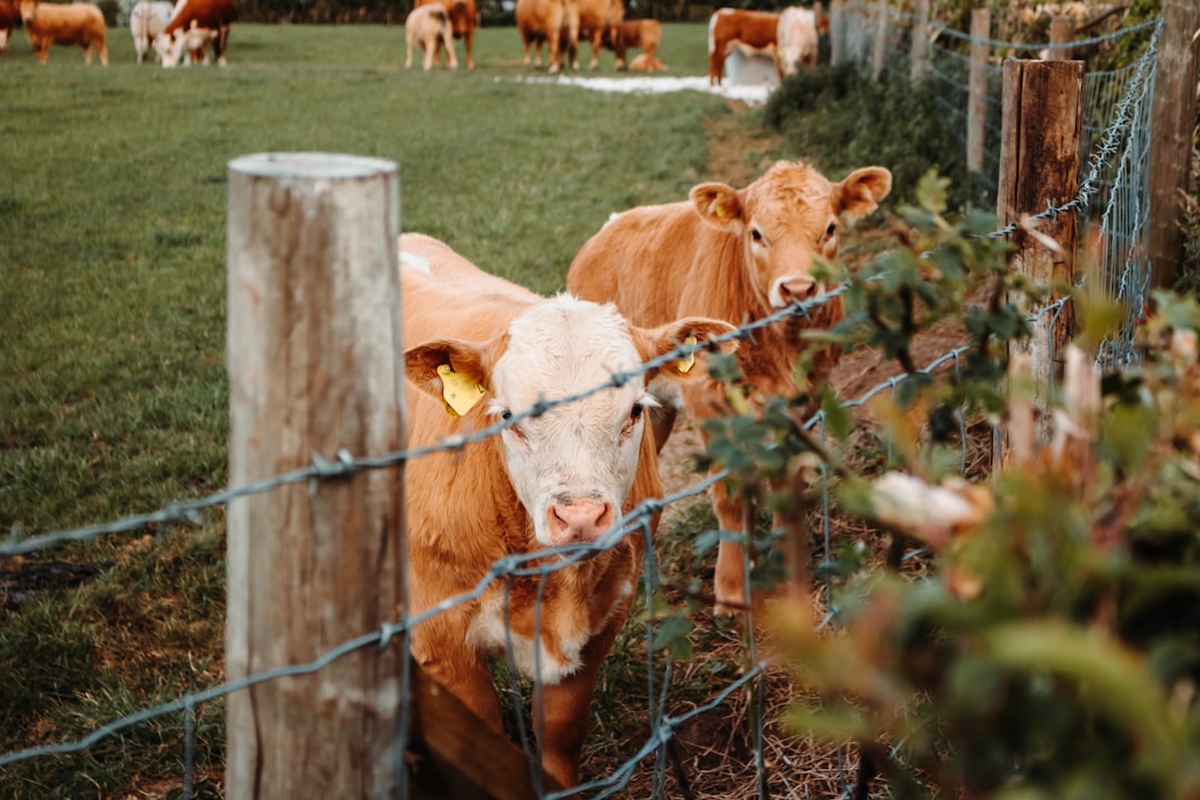 Livestock