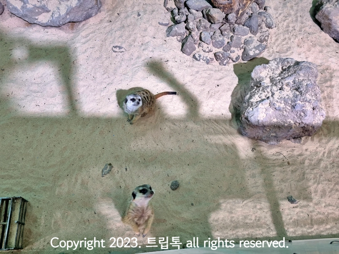 모래 위에 미어캣 두마리가 있다