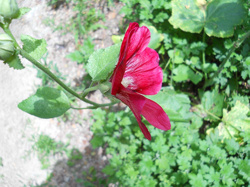 고은산 접시꽃(Hollyhock)