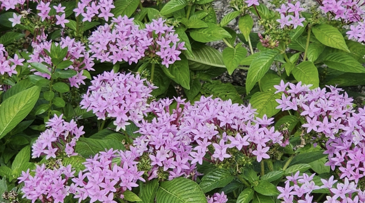 Alt 속성 문제 해결 설명 이미지