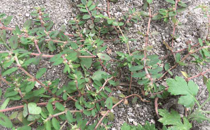 비단풀 사진 - 3