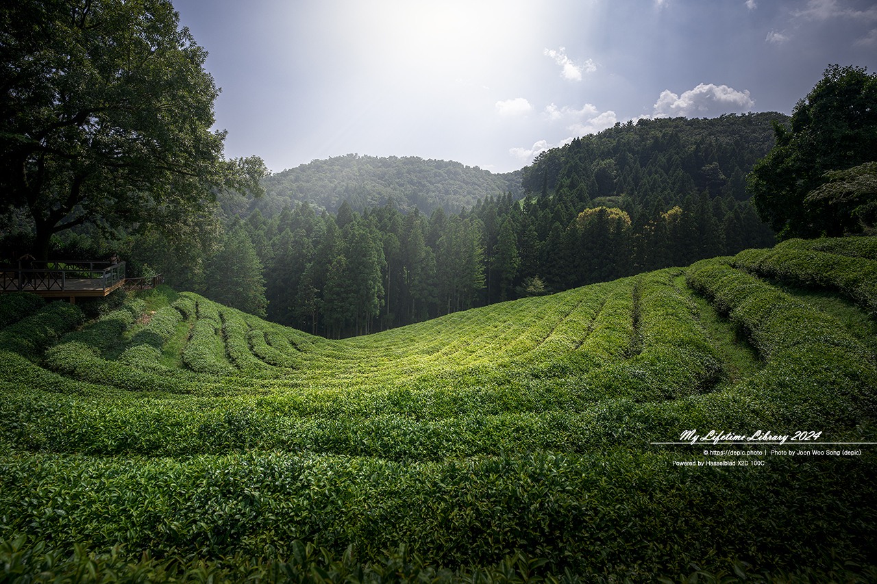 보성 대한다원 녹차