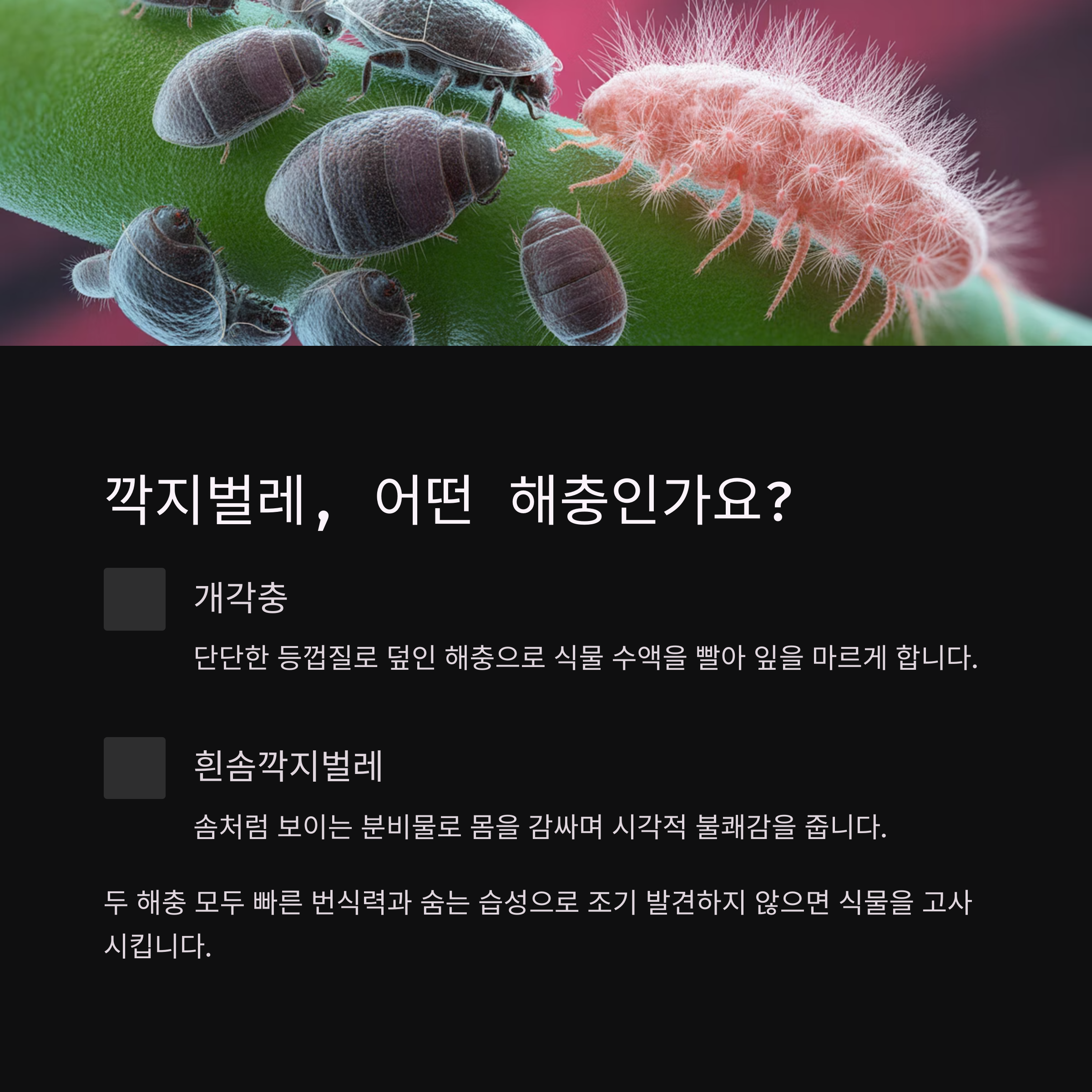 깍지벌레는 어떤 해충인가요?